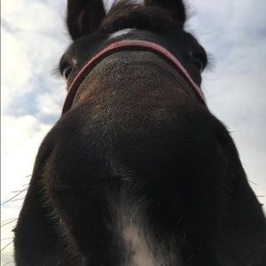 Meet your Posher, Mara